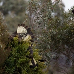 Zanda funerea (Yellow-tailed Black-Cockatoo) at Murrumbateman, NSW - 8 Jul 2018 by SallyandPeter