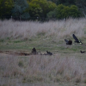 Zanda funerea at Murrumbateman, NSW - 8 Jul 2018