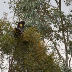 Zanda funerea at Murrumbateman, NSW - 8 Jul 2018