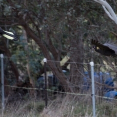 Zanda funerea at Murrumbateman, NSW - 8 Jul 2018