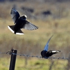 Artamus cyanopterus (Dusky Woodswallow) at Fyshwick, ACT - 8 Jul 2018 by RodDeb