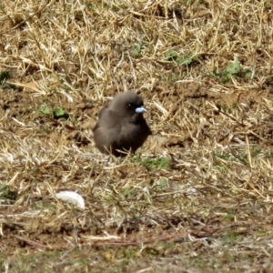 Artamus cyanopterus at Fyshwick, ACT - 8 Jul 2018 12:15 PM