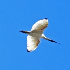 Threskiornis molucca (Australian White Ibis) at Fyshwick, ACT - 8 Jul 2018 by RodDeb