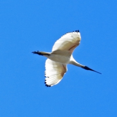 Threskiornis molucca (Australian White Ibis) at Jerrabomberra Wetlands - 8 Jul 2018 by RodDeb