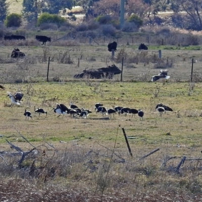 Threskiornis spinicollis (Straw-necked Ibis) at Jerrabomberra Wetlands - 8 Jul 2018 by RodDeb