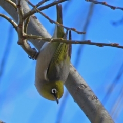 Zosterops lateralis (Silvereye) at Jerrabomberra Wetlands - 8 Jul 2018 by RodDeb