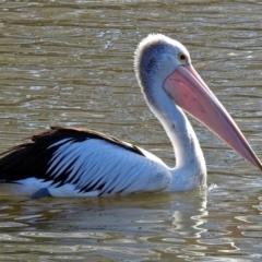 Pelecanus conspicillatus (Australian Pelican) at Fyshwick, ACT - 8 Jul 2018 by RodDeb