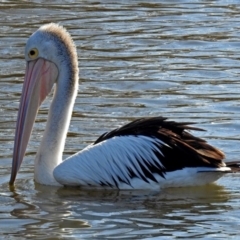 Pelecanus conspicillatus at Fyshwick, ACT - 8 Jul 2018 12:52 PM