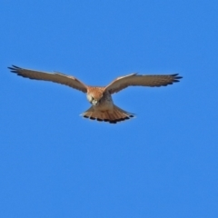 Falco cenchroides (Nankeen Kestrel) at Fyshwick, ACT - 8 Jul 2018 by RodDeb