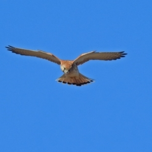 Falco cenchroides at Fyshwick, ACT - 8 Jul 2018 01:15 PM