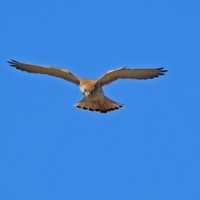 Falco cenchroides (Nankeen Kestrel) at Fyshwick, ACT - 8 Jul 2018 by RodDeb