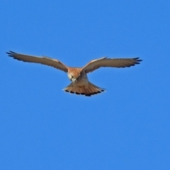 Falco cenchroides (Nankeen Kestrel) at Jerrabomberra Wetlands - 8 Jul 2018 by RodDeb