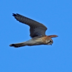 Falco cenchroides at Fyshwick, ACT - 8 Jul 2018