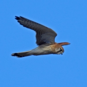 Falco cenchroides at Fyshwick, ACT - 8 Jul 2018