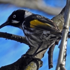 Phylidonyris novaehollandiae (New Holland Honeyeater) at Fyshwick, ACT - 8 Jul 2018 by RodDeb