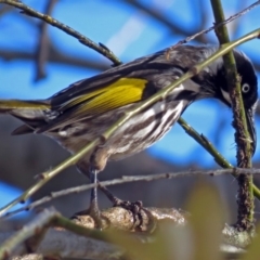 Phylidonyris novaehollandiae at Fyshwick, ACT - 8 Jul 2018 12:37 PM