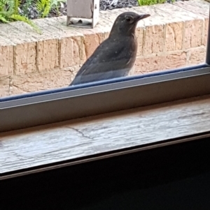 Turdus merula at undefined - 8 Jul 2018 01:57 PM