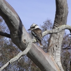 Dacelo novaeguineae (Laughing Kookaburra) at Michelago, NSW - 2 Aug 2009 by Illilanga