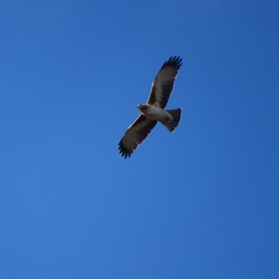 Hieraaetus morphnoides (Little Eagle) at Acton, ACT - 7 Jul 2018 by roymcd