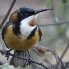 Acanthorhynchus tenuirostris (Eastern Spinebill) at ANBG - 7 Jul 2018 by roymcd