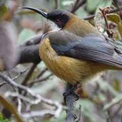 Acanthorhynchus tenuirostris at Acton, ACT - 7 Jul 2018