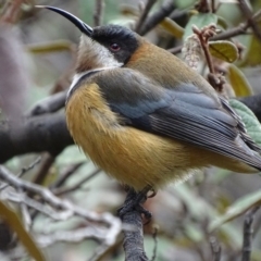 Acanthorhynchus tenuirostris at Acton, ACT - 7 Jul 2018