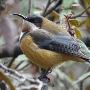 Acanthorhynchus tenuirostris at Acton, ACT - 7 Jul 2018