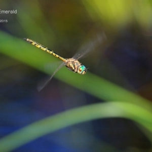 Hemicordulia australiae at Garrads Reserve Narrawallee - 24 Jan 2015