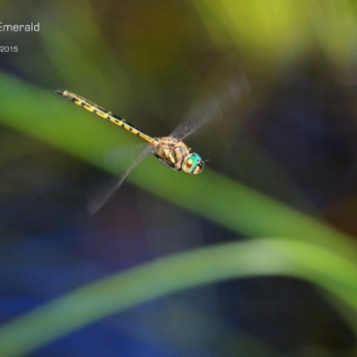 Hemicordulia australiae (Australian Emerald) at Narrawallee, NSW - 23 Jan 2015 by Charles Dove