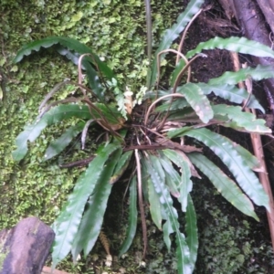 Blechnum patersonii subsp. patersonii at Paddys River, ACT - 8 Jul 2018 01:11 PM