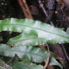 Blechnum patersonii subsp. patersonii at Paddys River, ACT - 8 Jul 2018 01:11 PM