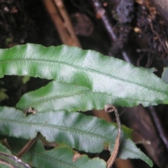 Blechnum patersonii subsp. patersonii at Paddys River, ACT - 8 Jul 2018