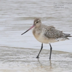 Limosa lapponica (Bar-tailed Godwit) at Undefined - 20 Jan 2015 by CharlesDove