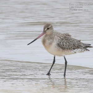 Limosa lapponica at undefined - 20 Jan 2015