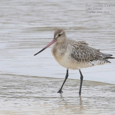 Limosa lapponica (Bar-tailed Godwit) at Undefined - 19 Jan 2015 by Charles Dove
