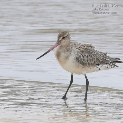 Limosa lapponica (Bar-tailed Godwit) at Undefined - 20 Jan 2015 by CharlesDove