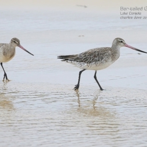 Limosa lapponica at undefined - 20 Jan 2015 12:00 AM