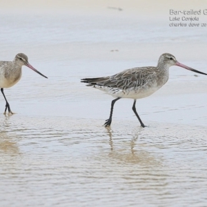 Limosa lapponica at undefined - 20 Jan 2015