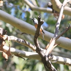 Monarcha melanopsis (Black-faced Monarch) at Kioloa, NSW - 22 Jan 2015 by Charles Dove