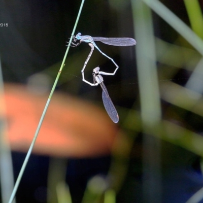 Austrolestes leda (Wandering Ringtail) at Narrawallee Foreshore and Reserves Bushcare Group - 23 Jan 2015 by Charles Dove