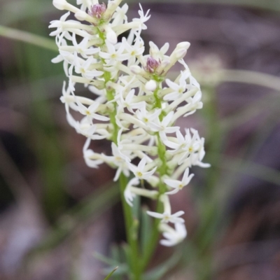 Stackhousia monogyna (Creamy Candles) at Michelago, NSW - 24 Oct 2010 by Illilanga