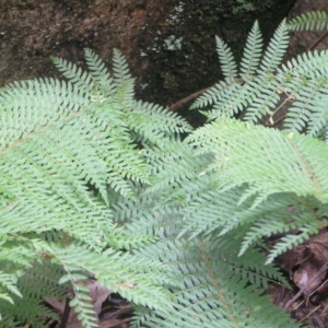 Polystichum proliferum at Paddys River, ACT - 8 Jul 2018