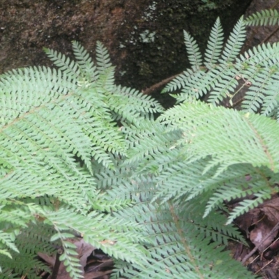 Polystichum proliferum (Mother Shield Fern) at Paddys River, ACT - 8 Jul 2018 by MatthewFrawley