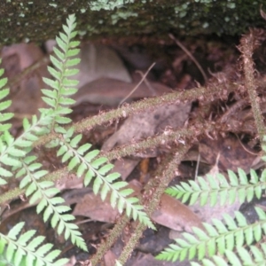 Polystichum proliferum at Paddys River, ACT - 8 Jul 2018