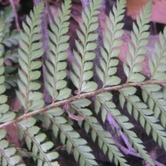 Polystichum proliferum at Paddys River, ACT - 8 Jul 2018