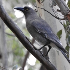 Strepera versicolor (Grey Currawong) at Paddys River, ACT - 8 Jul 2018 by JohnBundock