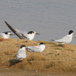 Sterna hirundo at Jervis Bay National Park - 24 Jan 2015 12:00 AM