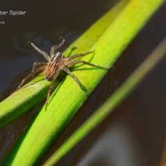 Dolomedes (genus) (Fishing spider) at Garrads Reserve Narrawallee - 23 Jan 2015 by CharlesDove