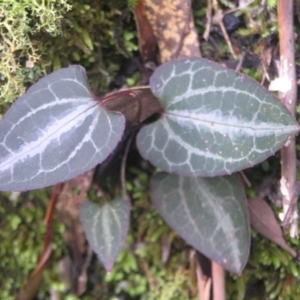 Clematis aristata at Paddys River, ACT - 8 Jul 2018