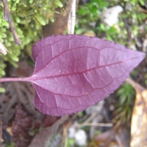 Clematis aristata at Paddys River, ACT - 8 Jul 2018